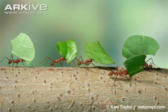 Figura x: hormigas cortadoras de hojas del género Atta. Fuente: www.arkive.org.